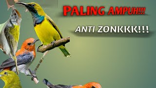 ANTI ZONK!!! SUARA PIKAT KOMBINASI KEMADE,SOGON,SIRTU,PRENJAK LUMUT!