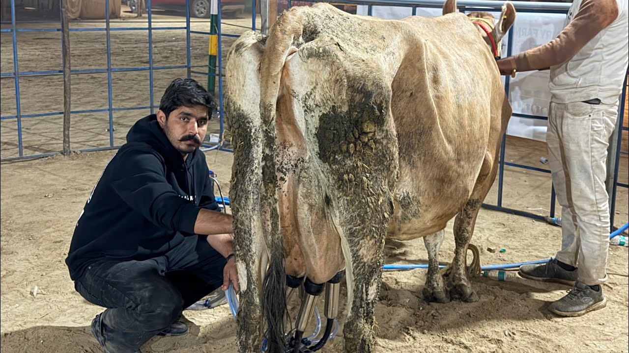 Gurwinder Dairy Farm || The biggest cow seller in Punjab, where Breed meet with Youngster Farmers 🐄
