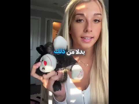 قرد صغير لا ينام إلا وهو يعانق دميته