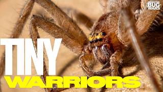 The Most Brutal Bug Showdowns | Monster Bug Wars