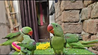 INDIAN PARROTS TALKING LIVE || PARROT EATING FRUITS || LIVE VIDEO ||