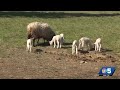 Sheep on Vermont farm has rare sextuplets