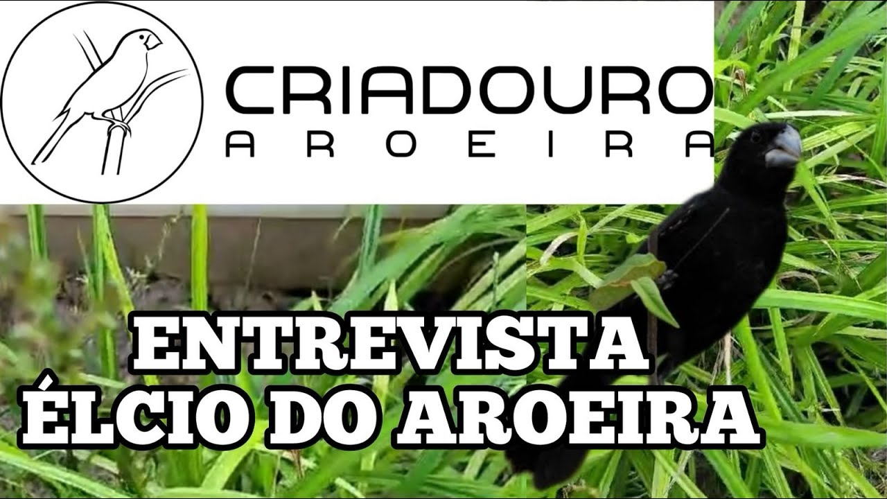VC AMA OS BICUDOS?! | História linda que retrata o amor incondicional pelos BICUDOS!
