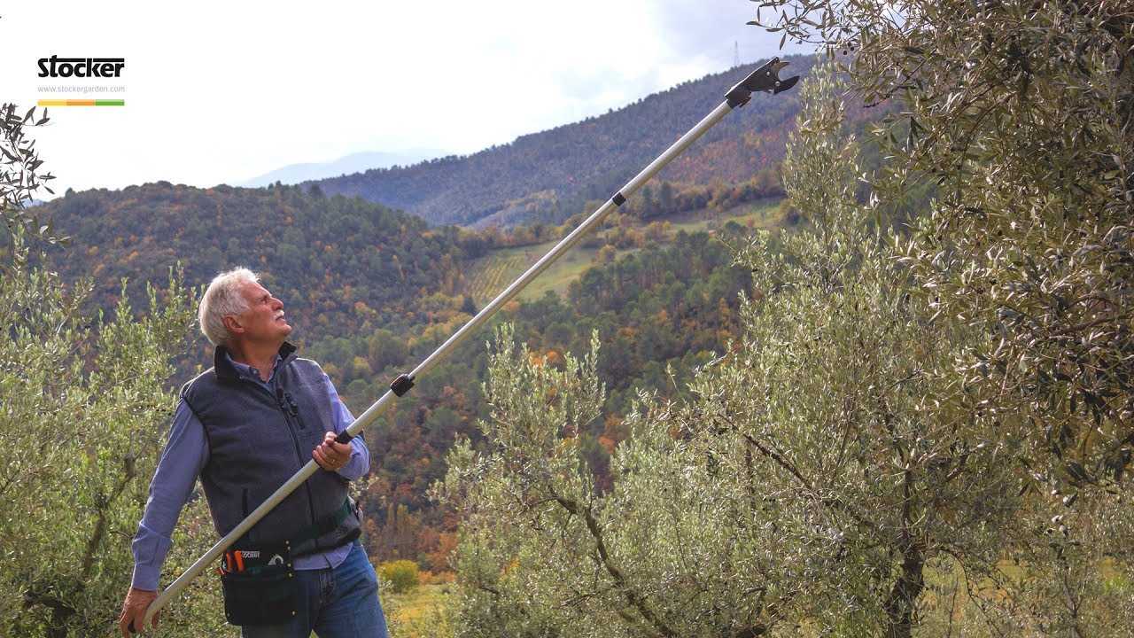 Olivo: potatura agevolata e semplificata - potatura dell'olivo - 5° parte