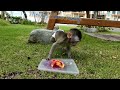 Baby Monkey Boy Playing Garden & Special Eat