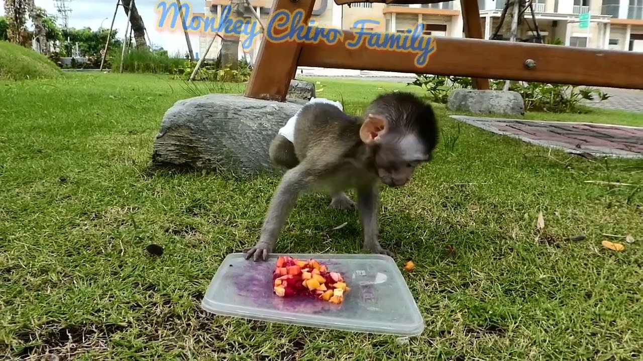 Baby Monkey Boy Playing Garden & Special Eat