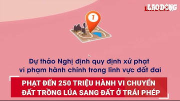 Phạt đến 250 triệu hành vi chuyển đất trồng lúa sang đất ở trái phép | Báo Lao Động