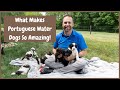 What Makes The Portuguese Water Dog Such a Great Breed? の動画、YouTube動画。