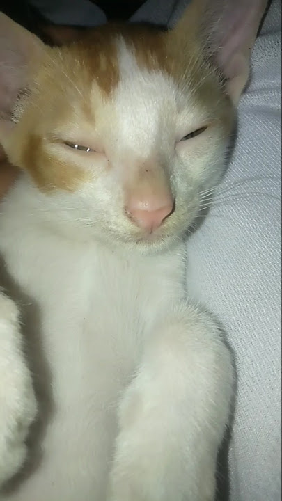 #cat #cats