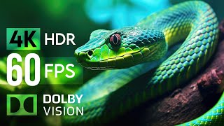 DIVERSE ANIMALS IN THE WORLD - 4K (60fps) Ultra HD - With relaxing natural sounds (color dynamic)