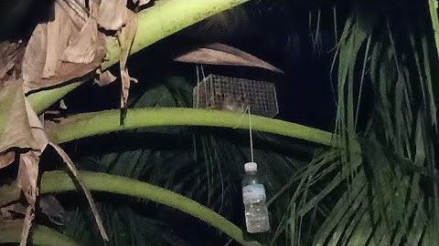 Bẫy chuột dừa. dín toàn chuột ngon #minhthiệnsóctrăng