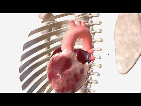 Ascending Aorta & Aortic Arch - Anatomy, Branches and Relations
