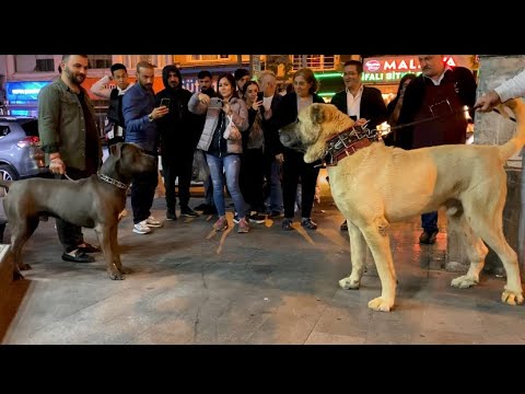 Anadolu çoban köpeği ve Canecorsa istanbulda bir araya geldi #çobanköpeği #kangal #canecorso