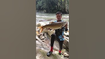 mancing ikan masher terbesar,ikan jurung