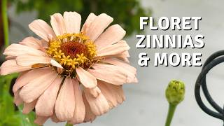 A New Summer Jardinière With Zinnias, Scented Nemesia & Garden Jobs // Cottoverdi