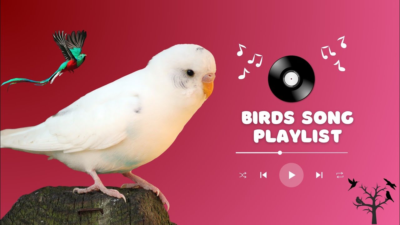 ASMR Bird Sounds 😍🎶 | Relaxing Nature birds song  