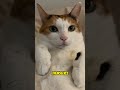 The Surprising Reason Cats Purr!