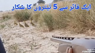 زبردست شکار ایک فائر سے پانچ تیتر گرےBest Partridges Hunting