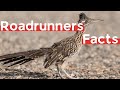 11 new roadrunner facts you didnt know must check 5