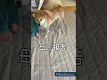 【暑い夏を少しでも涼しく】ホメテ!豆柴アオと柴犬委員会  mameshiba AO &amp; shiba inu committee #Shorts#柴犬 #豆柴#愛犬 #癒し#柴犬のいる生活