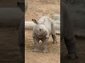 Greater no-horned rhino🦏?