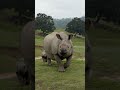Greater no-horned rhino🦏?