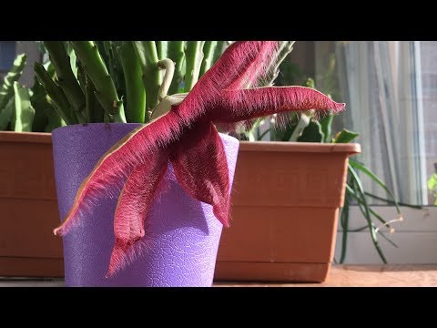 Video: Kaktüsün Anavatanı: Houseplant'ın Menşe ülkesi. Doğada Kaktüs Habitatı. Rusya'ya Nasıl Geldiniz?