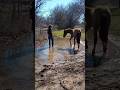 Estrella's first experience with water... 😅🐴  #filly #funnyhorse #horse #horsepoor #cowgirllife