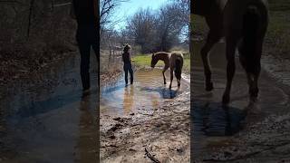 Estrella's first experience with water... 😅🐴 #filly #funnyhorse #horse #horsepoor #cowgirllife