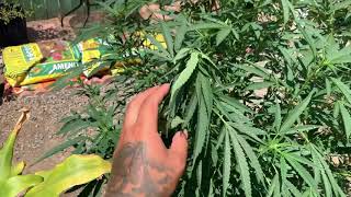 Buddy’s outdoor garden update #5 California outdoor cannabis grow 2021