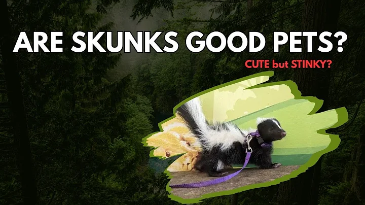 Are Skunks Good Pets? 🦨 Truth About Owning a Skunk in the USA