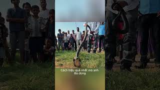 Kinh Hoàng Hổ Mang Chúa 6m Trốn Trong Nhà Dân #snakehunter #dangeroussnake #wildlife #viralvideo