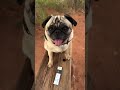 pet skin care products