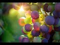 Виноградная диета на 4 дня - минус 3 кг. скачать диету бесплатно