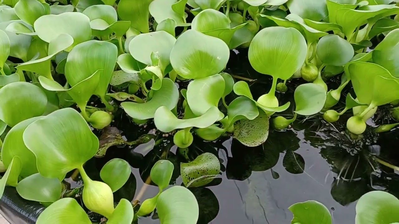 Tank filtration using water hyacinth YouTube
