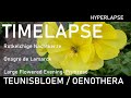Teunisbloem | TIMELAPSE | Oenothera | Evening Primrose | Sappemeer | Groningen (NL) 2022