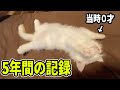 【総集編】パールが我が家にやってきてもうすぐ５年