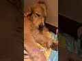 I am in love with my dog. I have a face, a good car, a good car, a golden retriever, a Douyin pe