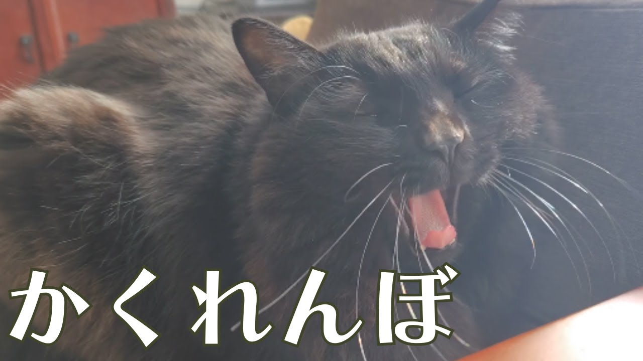 急にかくれんぼ開始！？深夜の黒猫がとった珍行動がこちらｗｗｗ【日常Vlog with BlackCat】