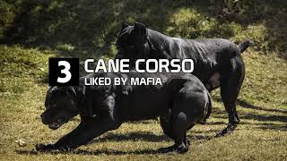 10 dogs most liked by mafia gangs