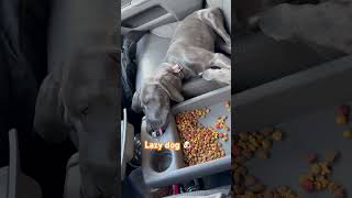 Lazy weimaraner drinks laying on seat