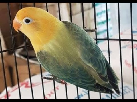 Lovebird Euwing Mewah 6 YouTube