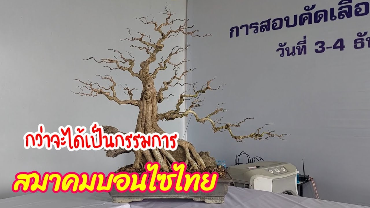 🔥🚩ชาวบอนไซ ต้องรู้ในเรื่องการคัดเลือกคณะกรรมการเลยพาดูพาชมงานในรายละเอียดได้เลยครับ