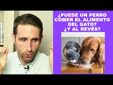 ¿Puede un perro comer el alimento del gato? ¿Y al revés? hqdefault