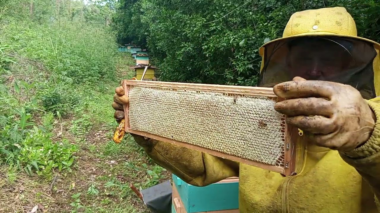 Veja a forma como eu coloco a cera nas melgueiras 