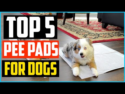 Video: The Best Pooch Potty Pads