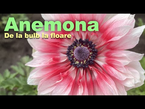 Video: Flori de anemone: sfaturi pentru îngrijirea plantelor de anemone