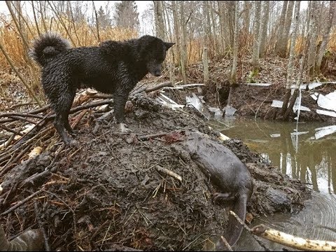 Вакансии работа на бобра. Охотничья собака на Бобров.