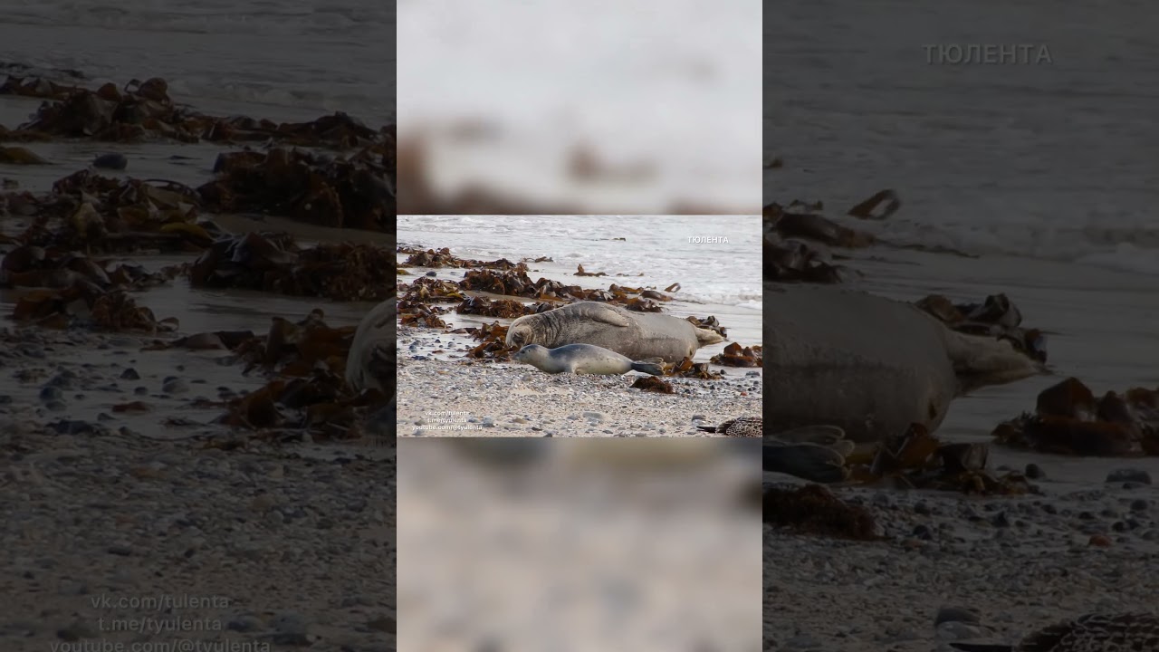 Тюльмалыш и тюльгигант 