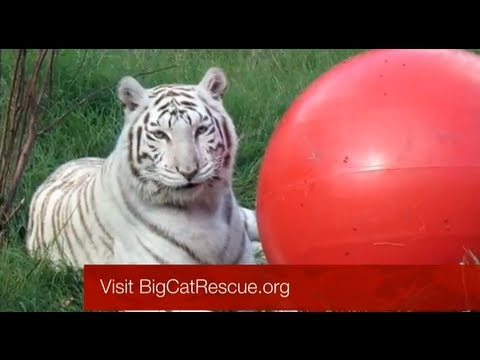 leopard print Zabu White Tiger Ball